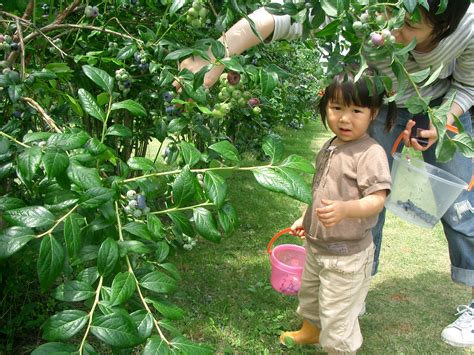 秋池農園|地頭方にある「秋池農園さん」に行ってきました！...